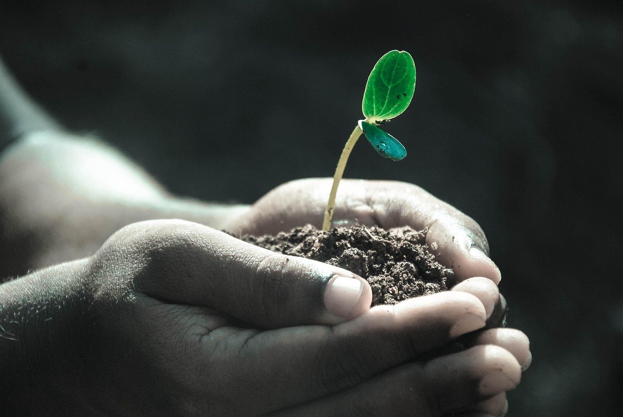hands, macro, plant, nature, soil, grow, life, gray life, gray plant, gray plants
